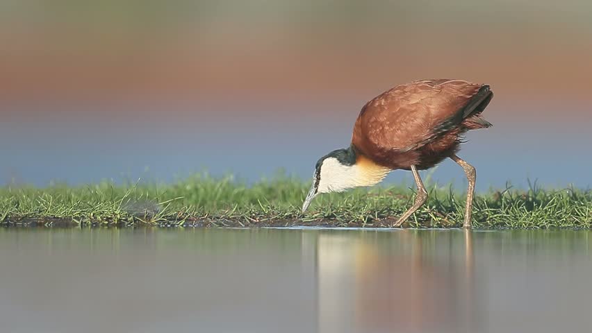 Header of Actophilornis africanus