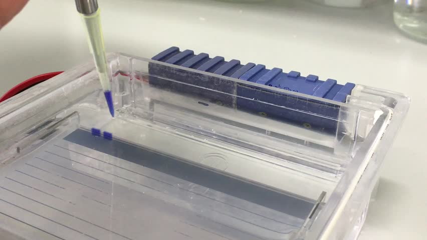 Header of Agarose
