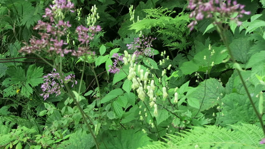Header of Aconitum lycoctonum