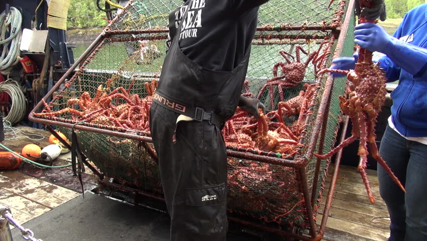 Header of Alaskan King Crab