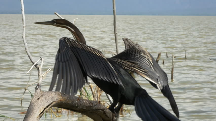 Header of African darter