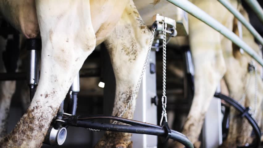 Milking cow hentai Milking cow hentai