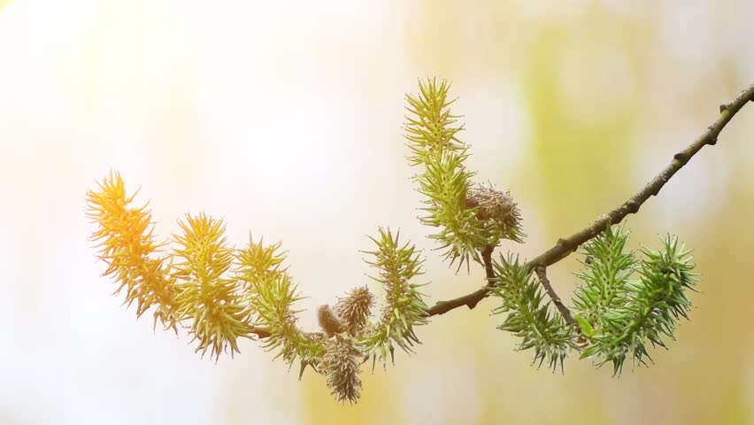 Header of almond willow
