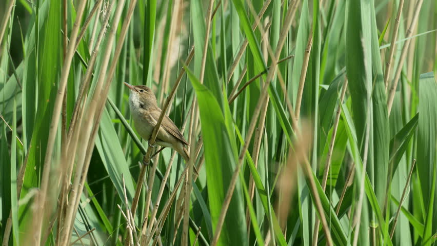 Header of Acrocephalus scirpaceus