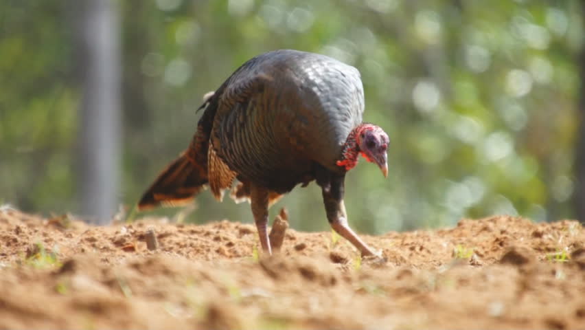 Wild Turkey Feeding Stock Footage Video 2101415 - Shutterstock