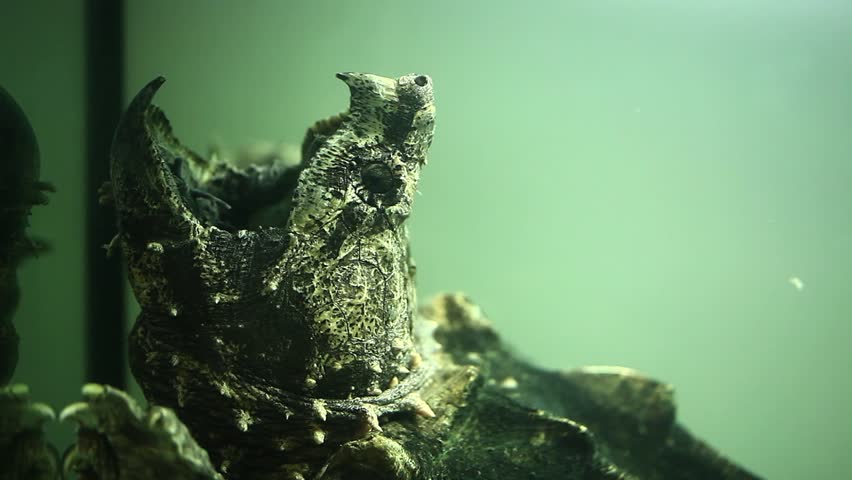Header of Alligator Snapping Turtle