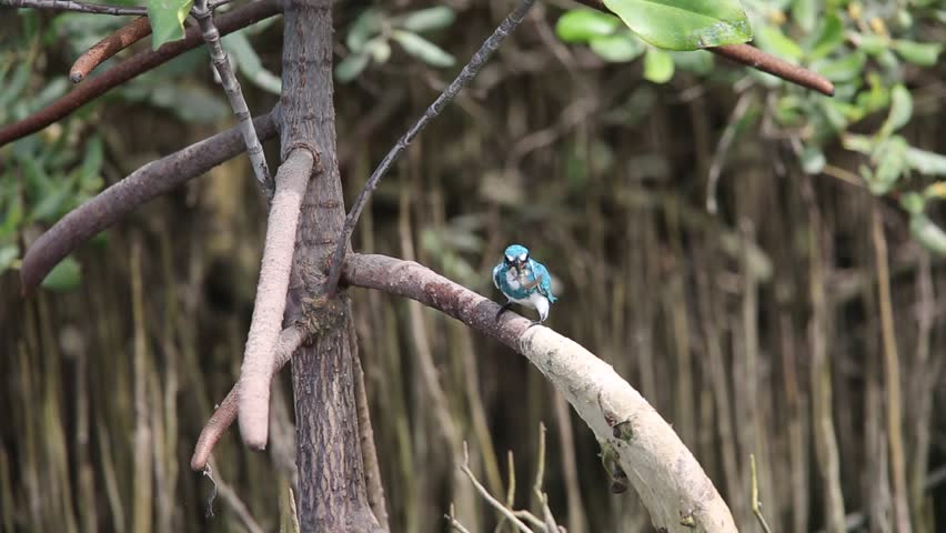Header of Alcedo coerulescens