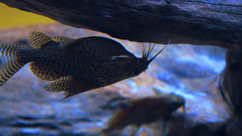 Header of belly-up