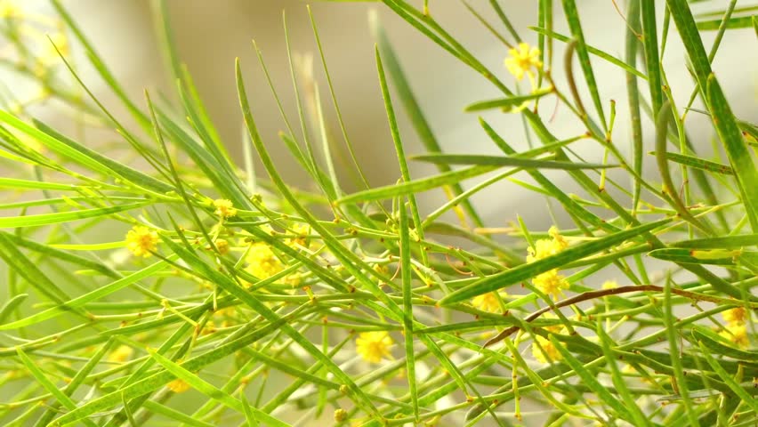 Header of Acacia iteaphylla