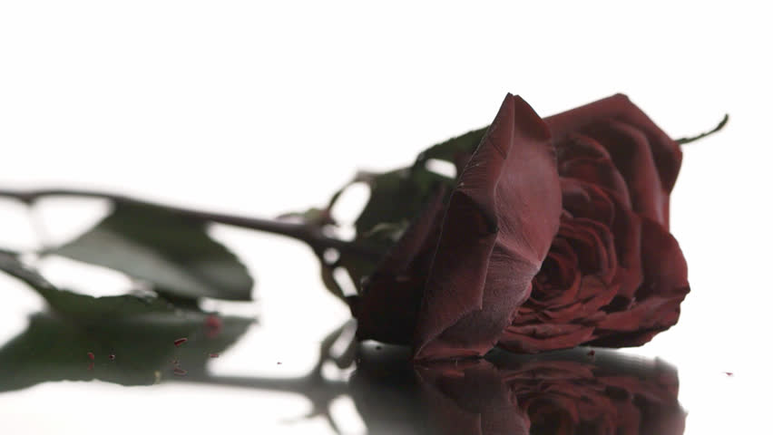 Wilted Red Rose Falling Against White Background Stock Footage Video