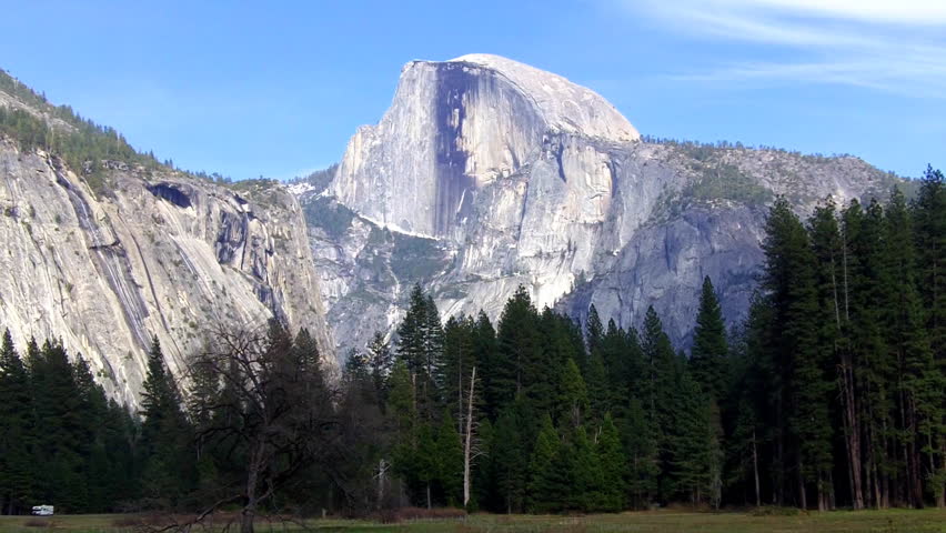 pinetree in yosemite