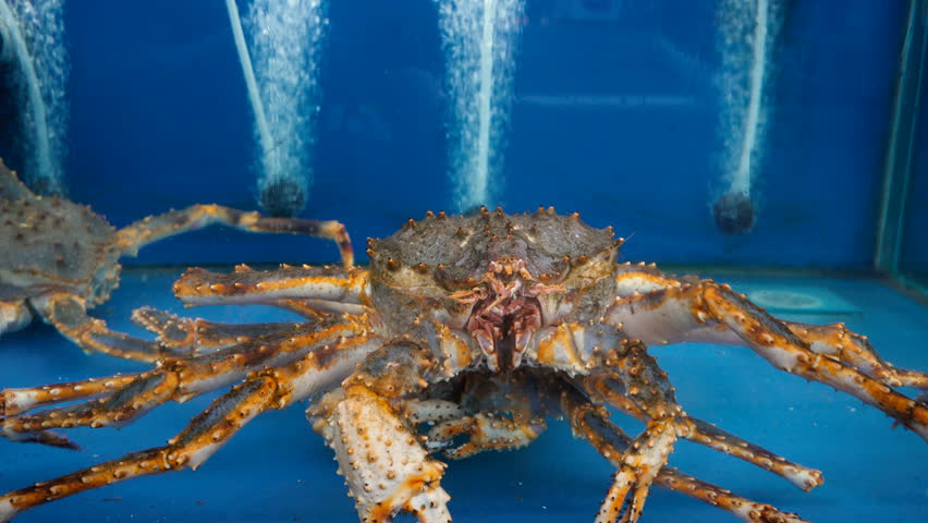 Header of Alaskan King Crab