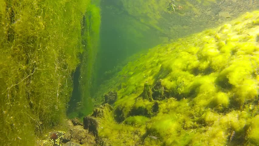 Green Sea Plants In Fjord Stock Footage Video 2748575 - Shutterstock