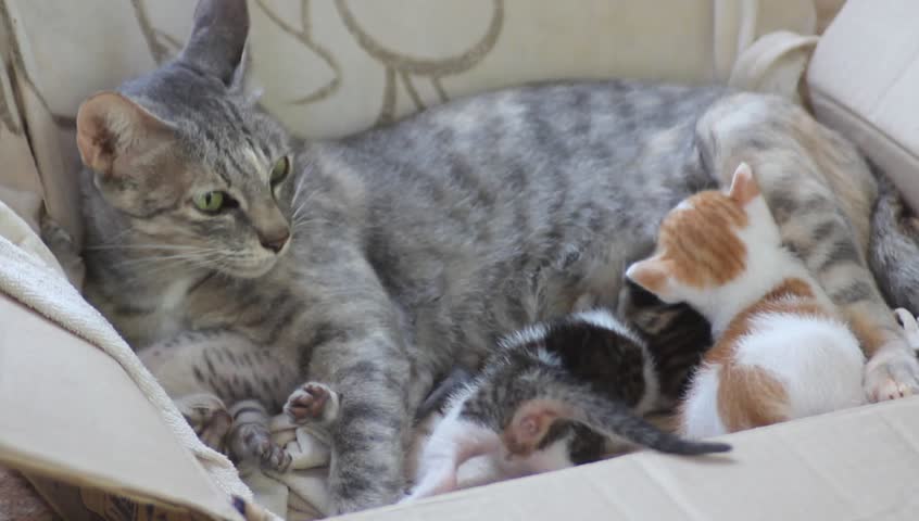 A Mother Cat Feeding Her Kitten Stock Footage Video 2820943 Shutterstock mother-cat-breast-feeding-her-kittens-youtube