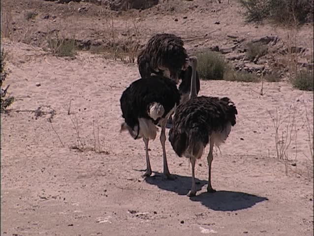 Ostrich Group Browsing For Food On Open Land Early ...