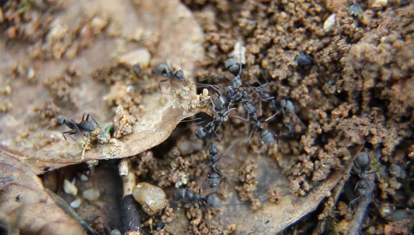 Ants Fighting Each Other For An Ant Body Stock Footage Video 2853037 