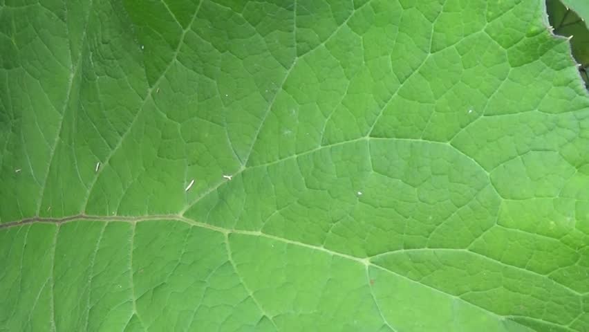 Header of Lesser Burdock