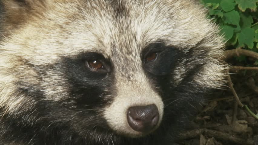 Raccoon Dog Looks At Camera. When Used On Clothing, The Fur Of The 