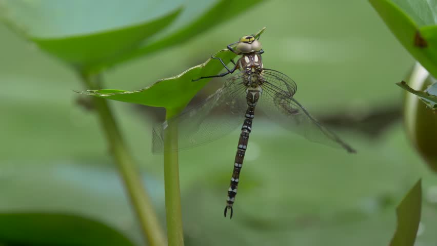 Header of hawker