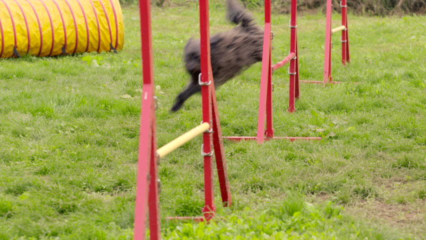 Header of agility