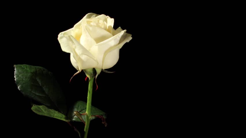 Blooming White Roses On The Black Background, Timelapse Stock Footage