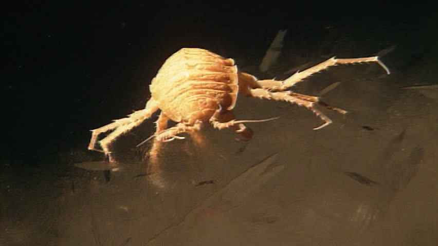Header of sea louse
