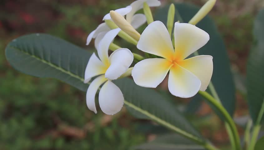 Thai Flower Thai Flower