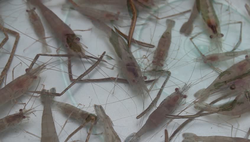 Shrimp Swimming In Water Stock Footage Video 3883958 - Shutterstock