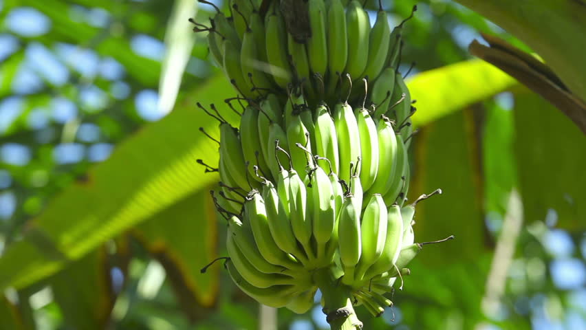 Fruit Stalk Of Bananas On Banana Tree. Stock Footage Video 3961441 