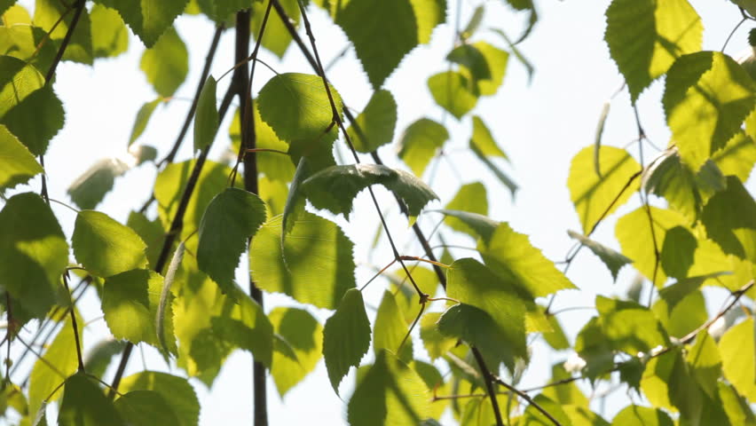 White Birch Tree Leaves Stock Footage Video 403570 Shutterstock