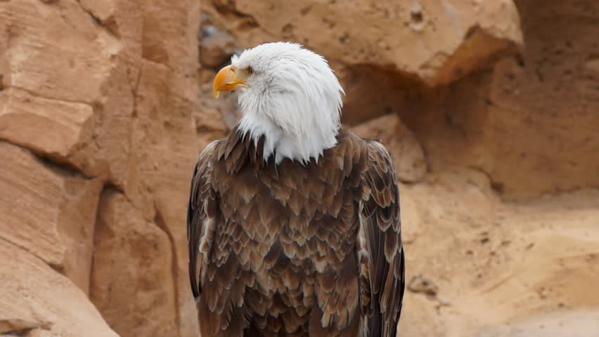 Header of American eagle