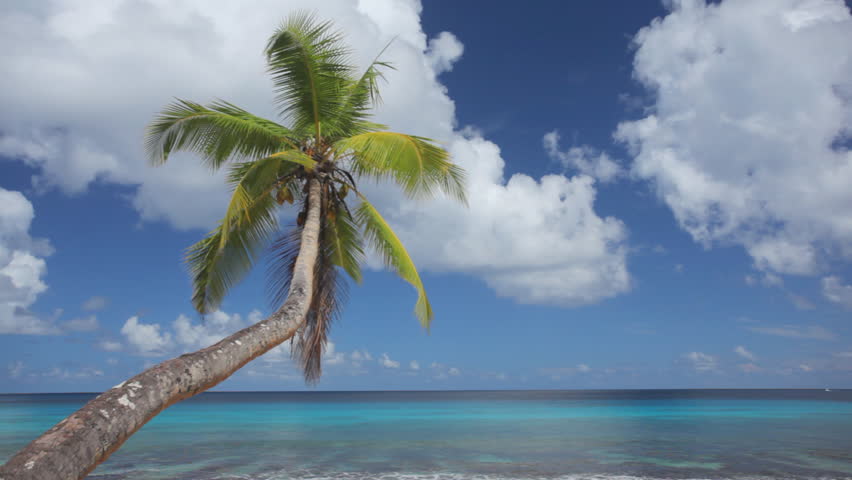 curved palm tree on golden sand beach with intense blue curved palm tree on golden sand beach with intense blue