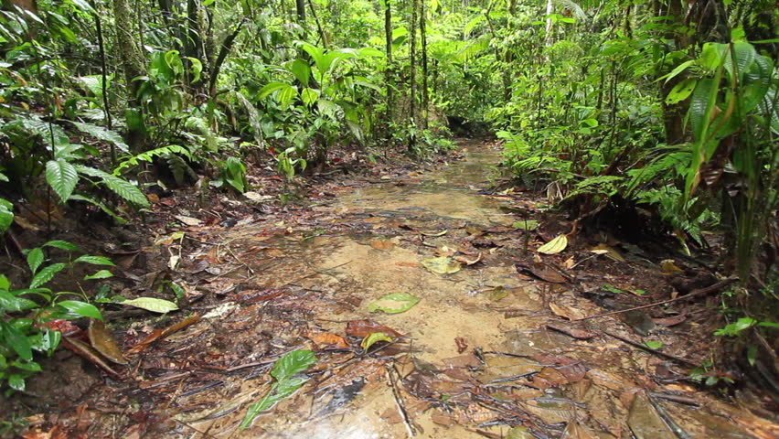wet more forest
