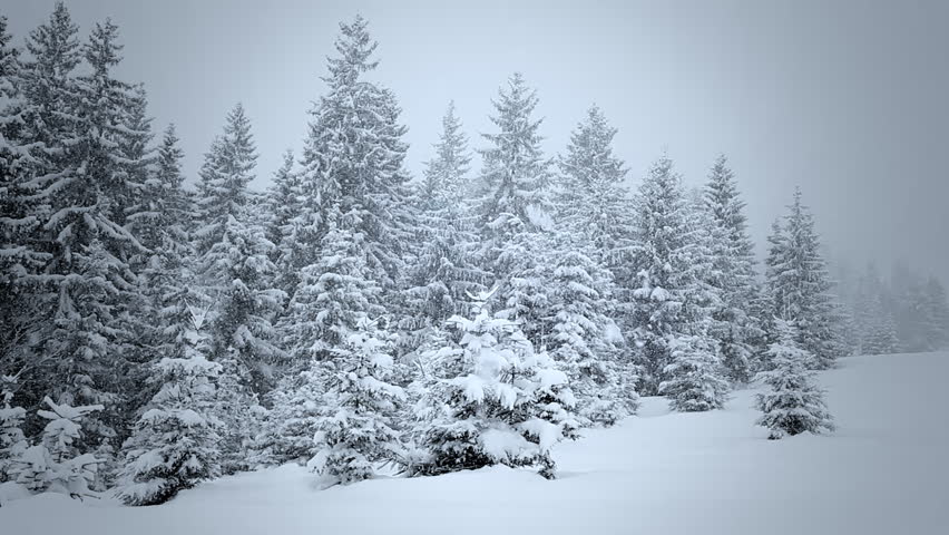snow covered fir trees in mountains stock footage video snow covered fir trees in mountains stock footage video