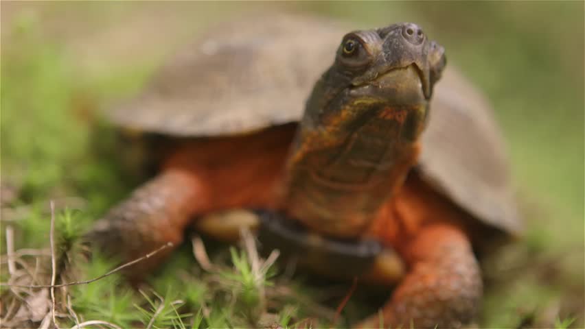 Wood Turtle Catches And Eats A Worm In A Field. Stock Footage Video 