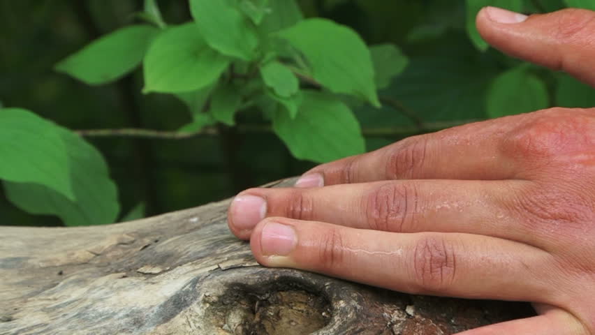 Nettle Growing Close up Stock Footage Video 8750740 Shutterstock