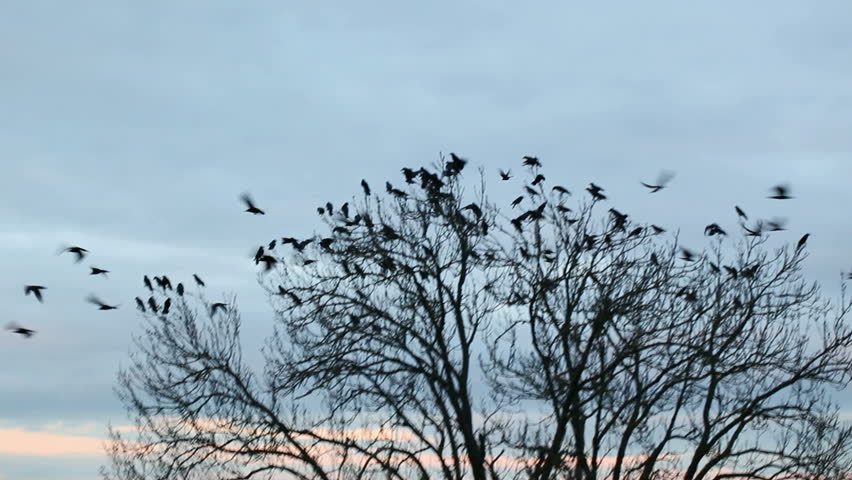 A Flock Of Crows Circling In The Sky Stock Footage Video 5491817 