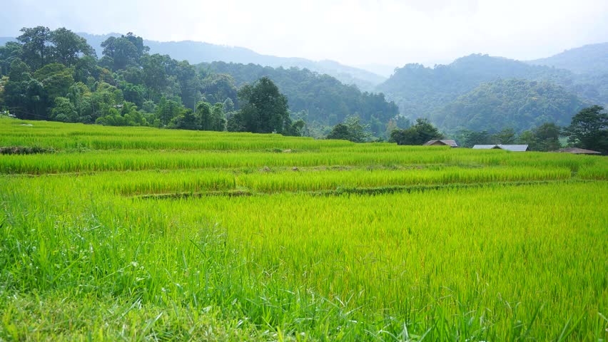 Rice Paddy Field With Time Lapse Sunlight Stock Footage ...