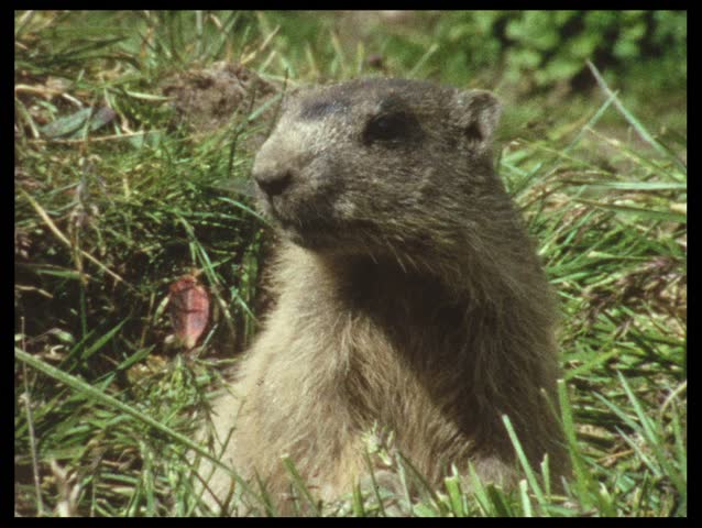 north carolina groundhog day