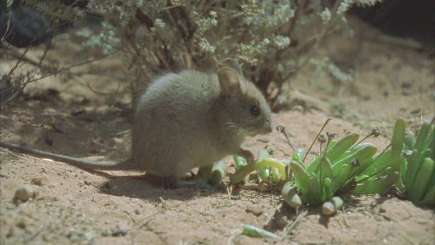 Plains Rat Eating Succulent Plant Stock Footage Video