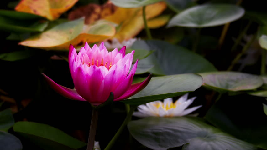 Time Lapse Of Lily On The Pond Water Beautiful Blooming Lotus Flower In Pond Hd Stock Video Clip