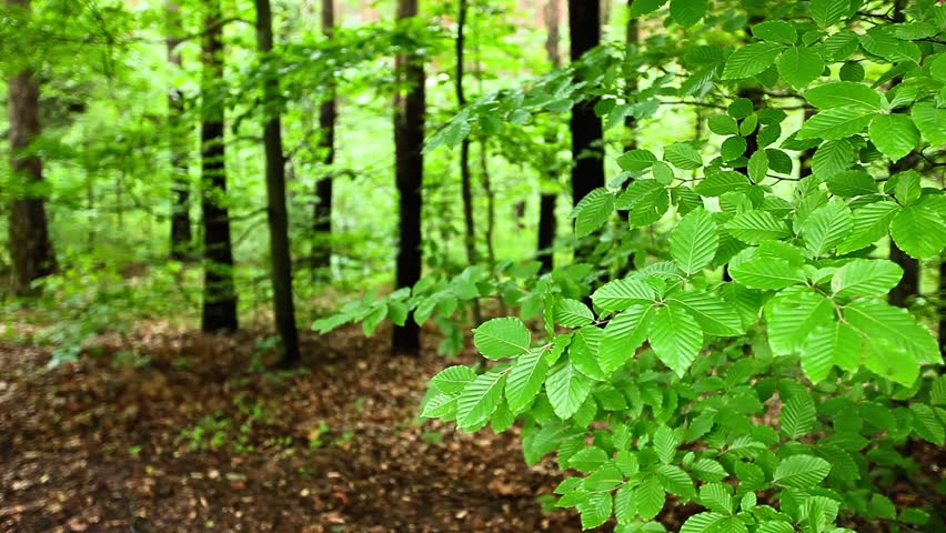 Green Forest With Green Leaves Over Blurred Background. Stock Footage