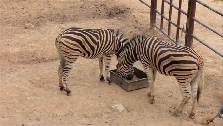 Two Zebras Eat Food In The Zoo. Stock Footage Video 6593852 - Shutterstock