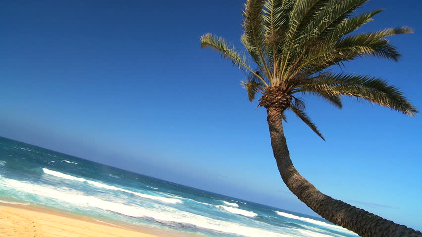 curved palm tree in close up with intense blue sky curved palm tree in close up with intense blue sky