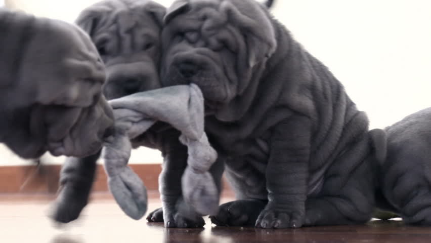 grey shar pei puppy shar pei dogs looking at with a white background four blue grey sharpei grey shar pei puppy shar pei dogs looking at with a white background four blue grey sharpei
