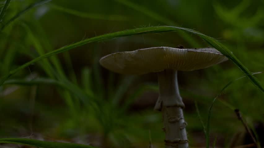 Header of Amanita Verna
