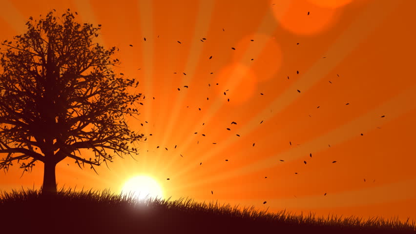 4 Seasons: Summer With Sunrise (Animated Background) Stock Footage