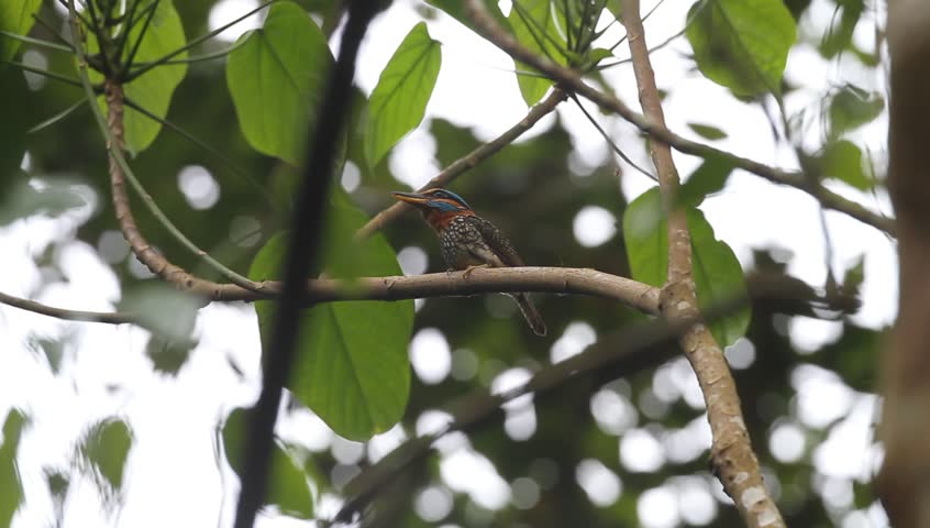 Header of Actenoides lindsayi