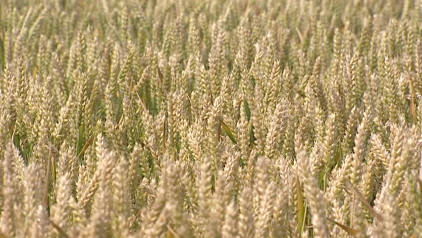 Header of Triticum aestivum