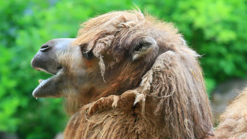 a look at two humped bactrian camel of central asia (which makes up 94% of the world's camel population), and the two-humped bactrian inhabits central asia bactrian and dromedary camels, has one hump. a look at two humped bactrian camel of central asia (which makes up 94% of the world's camel population), and the two-humped bactrian inhabits central asia bactrian and dromedary camels, has one hump.